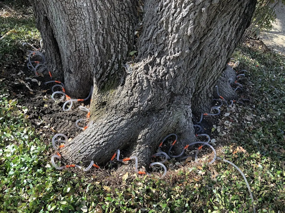 Detailed Tree Cabling and Bracing job site in Owego
