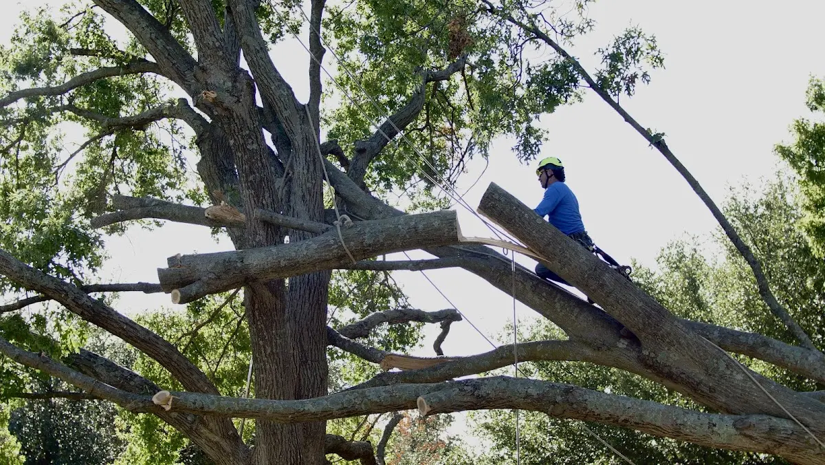 Professional Hazardous Tree Removal performed by certified arborists in Owego