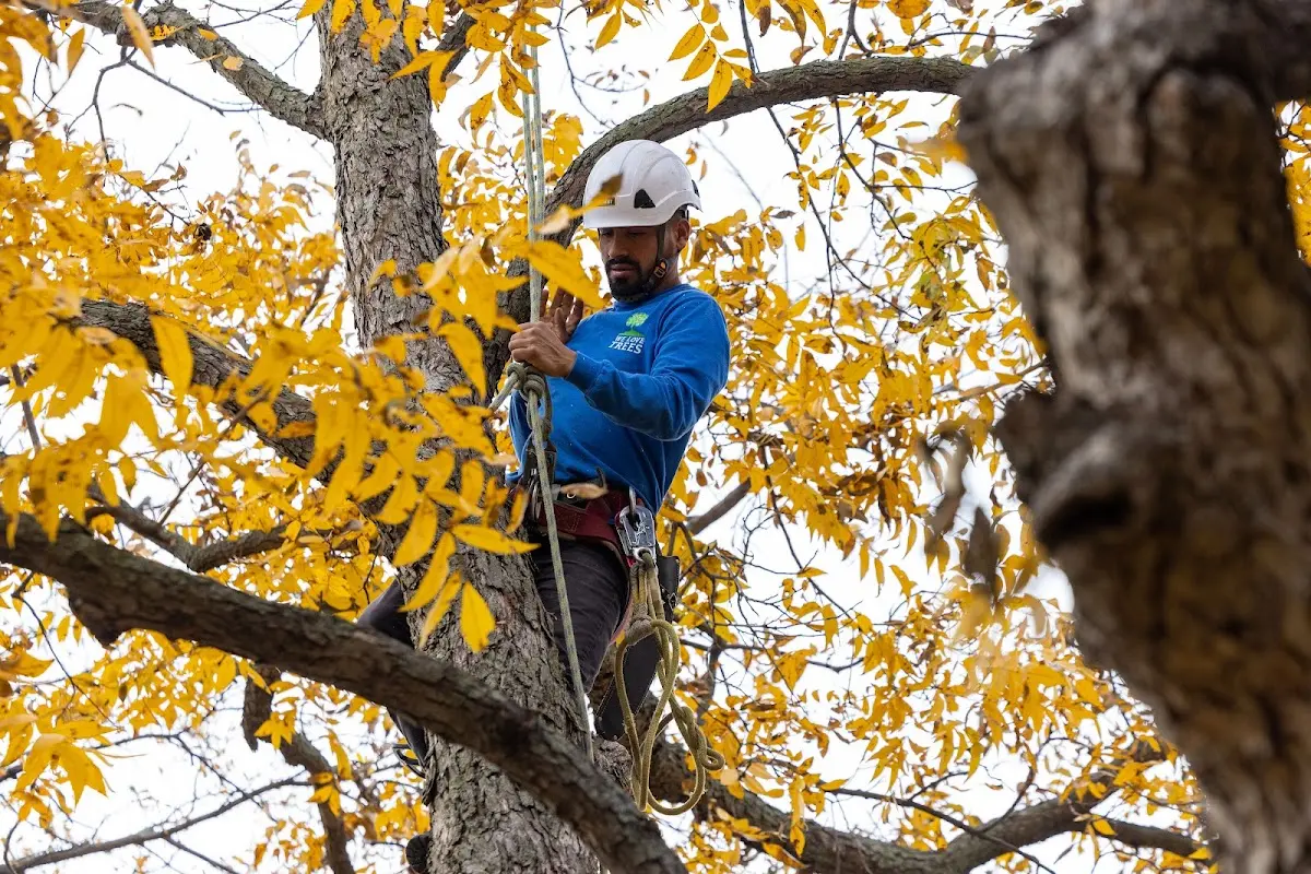 Skilled Tree Transplanting crew working in Owego